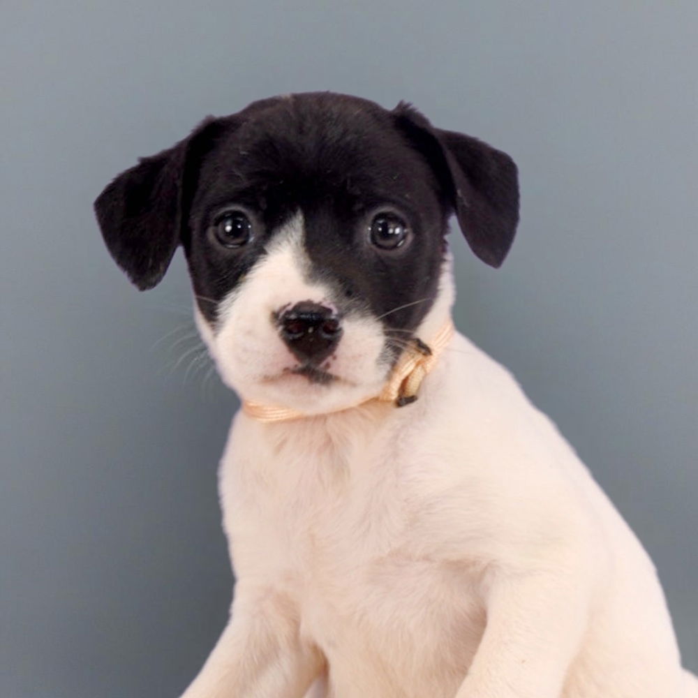 adoptable Dog in Englewood, CO named Colorado Trees - Maple