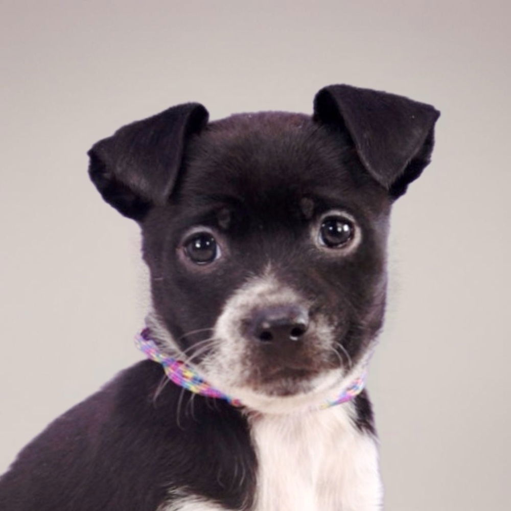 adoptable Dog in Englewood, CO named Colorado Trees - Ponderosa