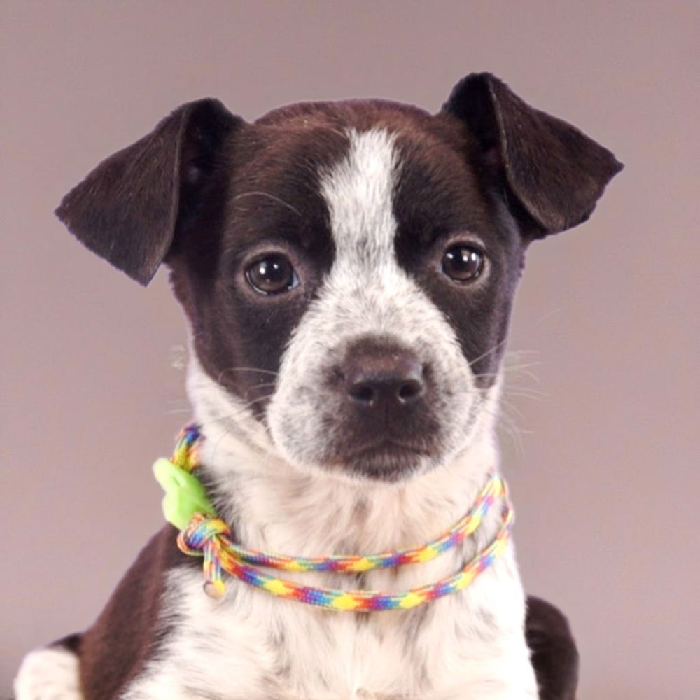 adoptable Dog in Englewood, CO named Colorado Trees - Willow