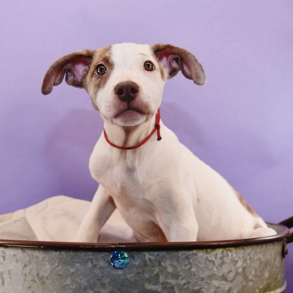 adoptable Dog in Englewood, CO named Mama Glinda Pup - Boq