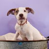 adoptable Dog in  named Mama Glinda Pup - Boq