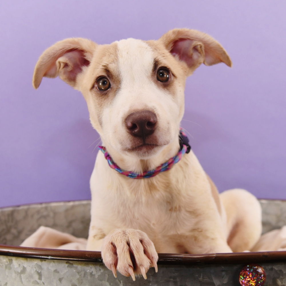 adoptable Dog in Englewood, CO named Mama Glinda Pup -  Alexandra