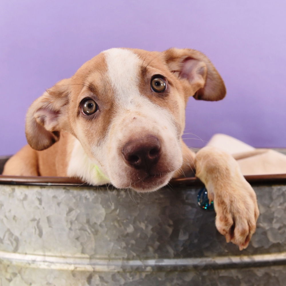 adoptable Dog in Englewood, CO named Mama Glinda Pup - Chistery