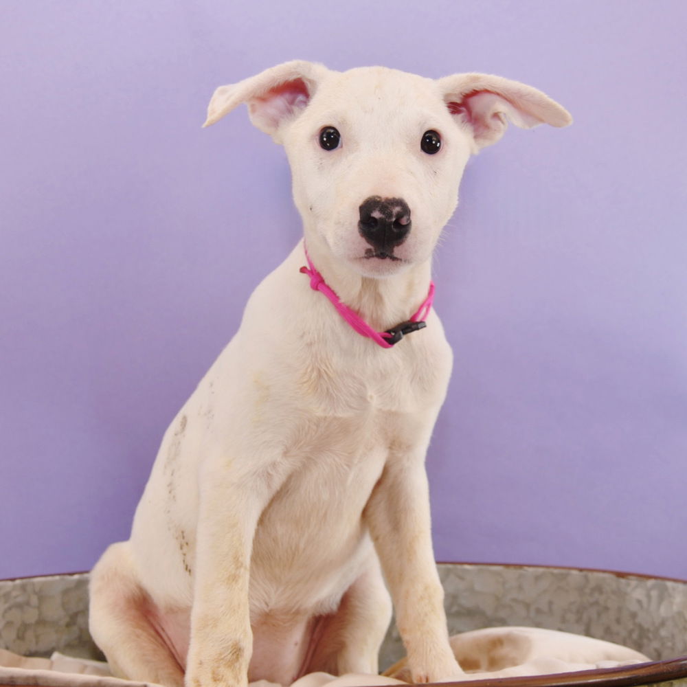 adoptable Dog in Englewood, CO named Mama Glinda Pup - Elphaba