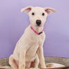 adoptable Dog in , CO named Mama Glinda Pup - Elphaba