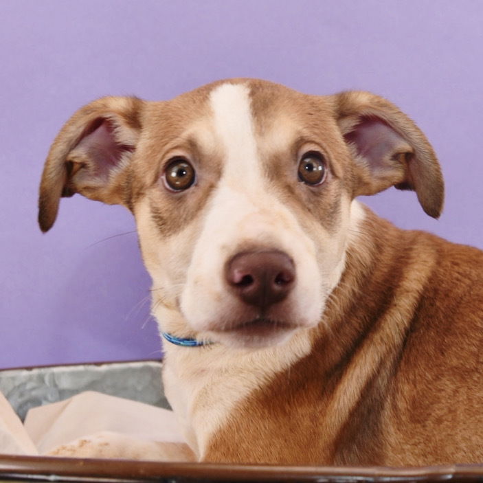 adoptable Dog in Englewood, CO named Mama Glinda Pup - Fiyero