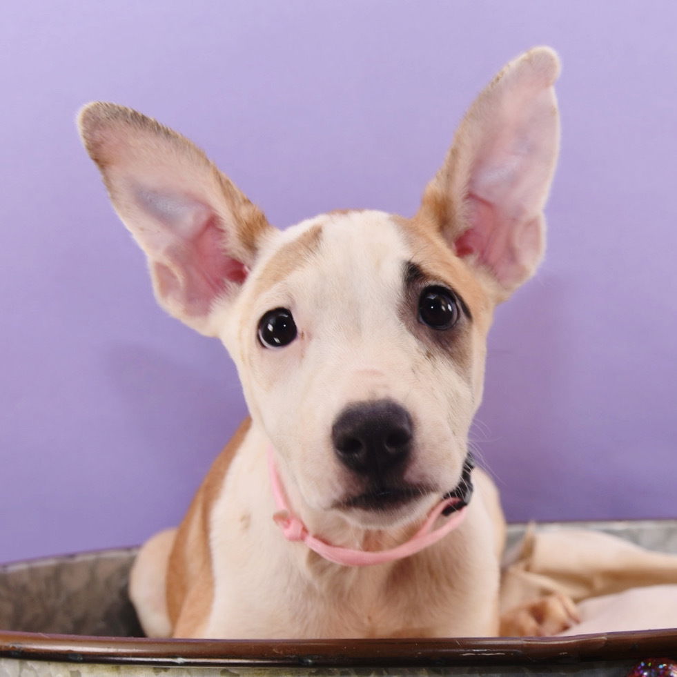 adoptable Dog in Englewood, CO named Mama Glinda Pup - Nessarose