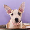 adoptable Dog in , CO named Mama Glinda Pup - Nessarose