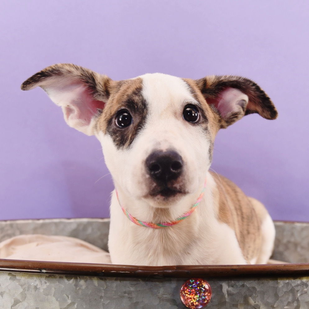 adoptable Dog in Englewood, CO named Mama Glinda Pup - Shen