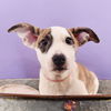 adoptable Dog in  named Mama Glinda Pup - Shen