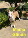 adoptable Dog in Englewood, CO named Mama Glinda