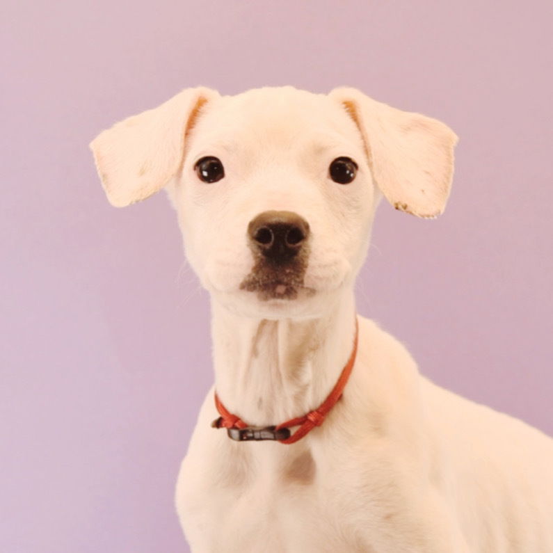 adoptable Dog in Englewood, CO named Sluggers - Cubs