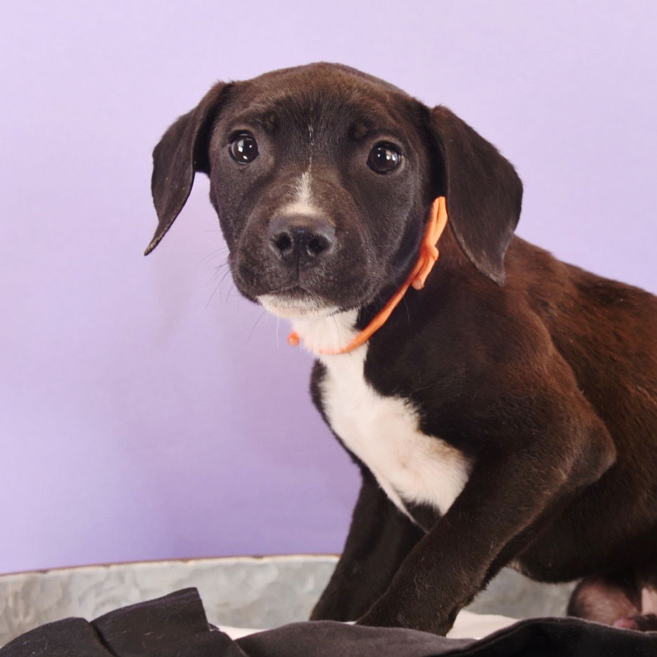 adoptable Dog in Englewood, CO named Sluggers -  Yankees