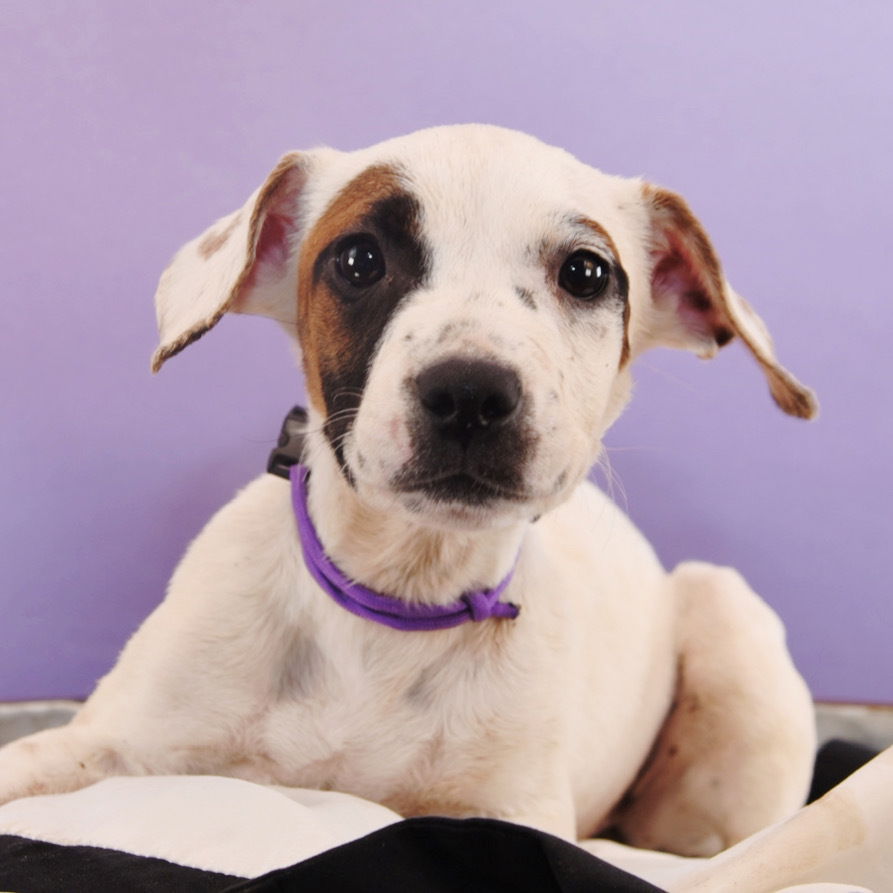 adoptable Dog in Englewood, CO named Sluggers - Mets