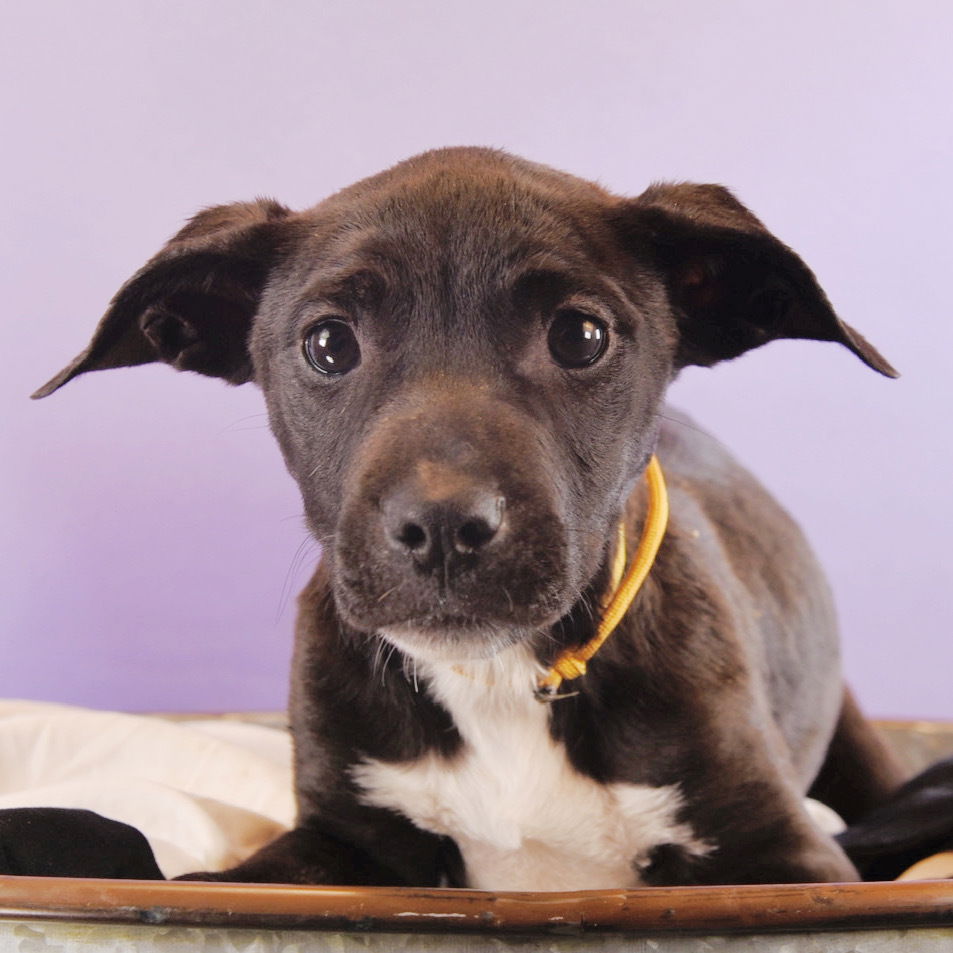 adoptable Dog in Englewood, CO named Sluggers - Phillies