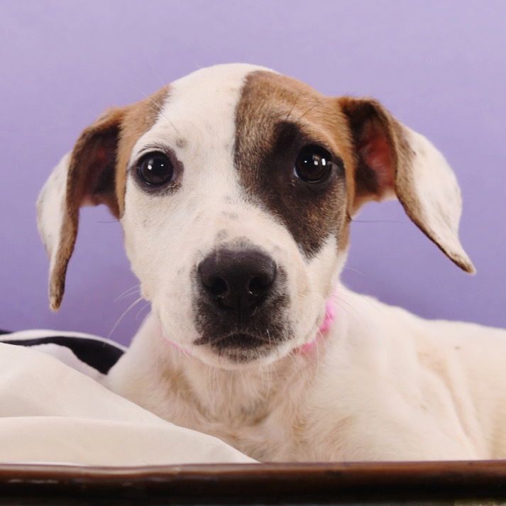 adoptable Dog in Englewood, CO named Sluggers - Dodgers