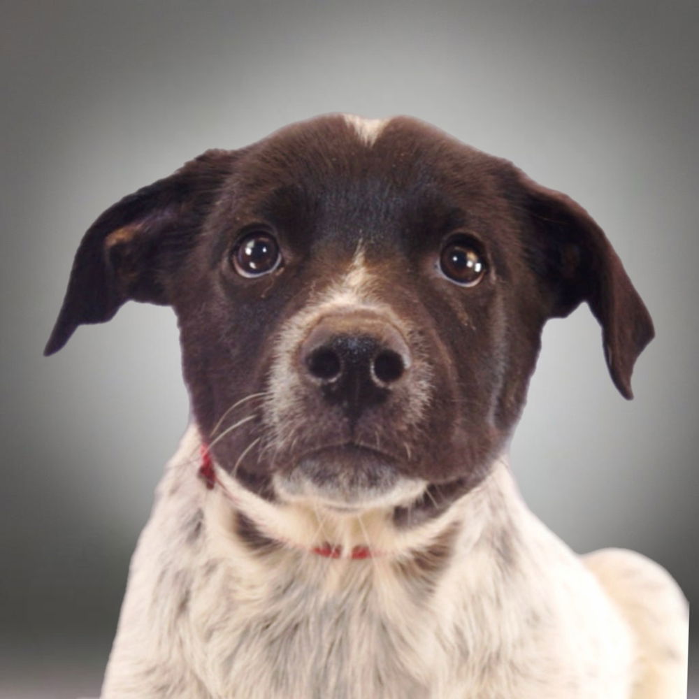 adoptable Dog in Englewood, CO named The Barbers - Bob