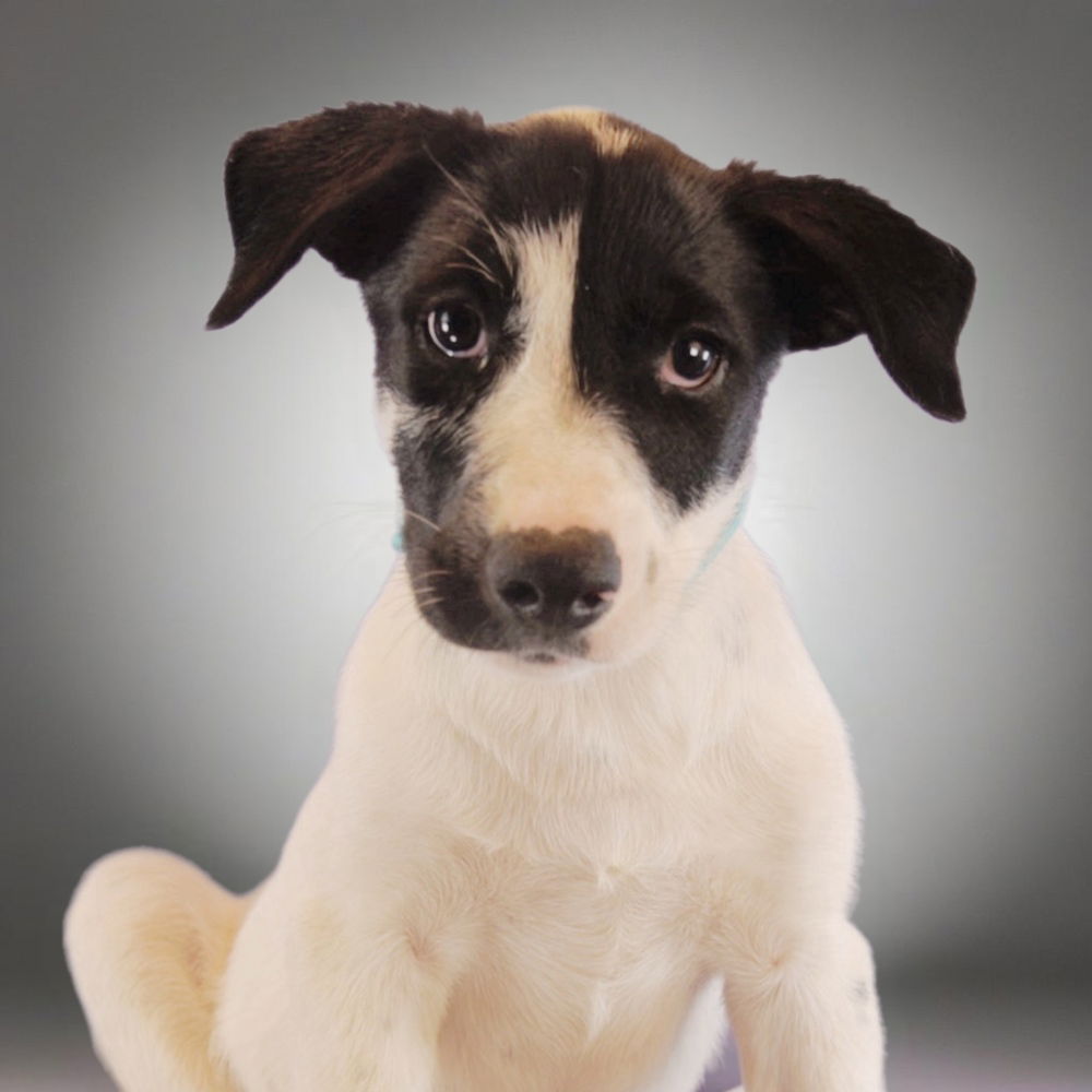 adoptable Dog in Englewood, CO named The Barbers - Buzz