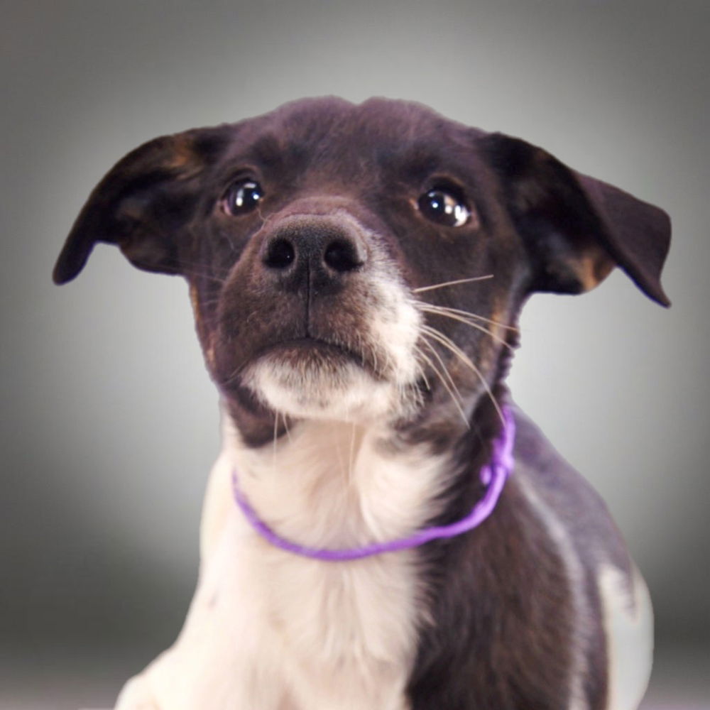 adoptable Dog in Englewood, CO named The Barbers - Bangs