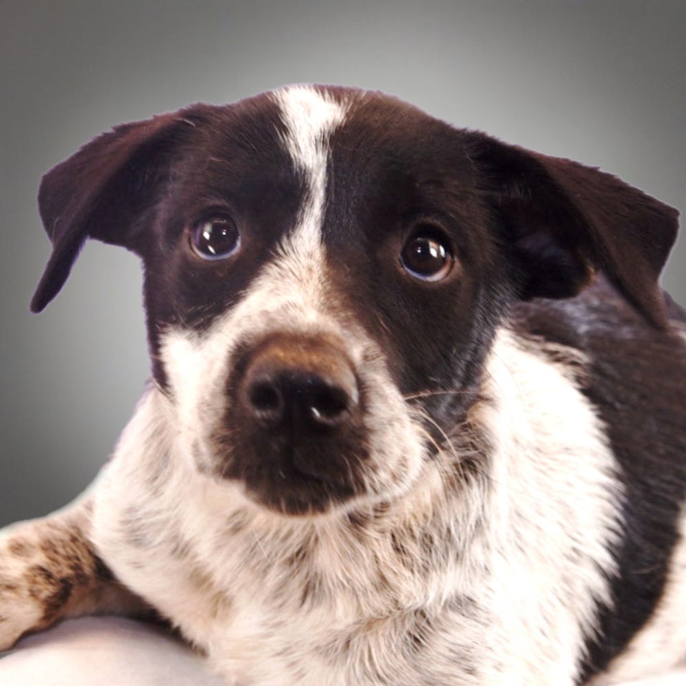 adoptable Dog in Englewood, CO named The Barbers - Boufont