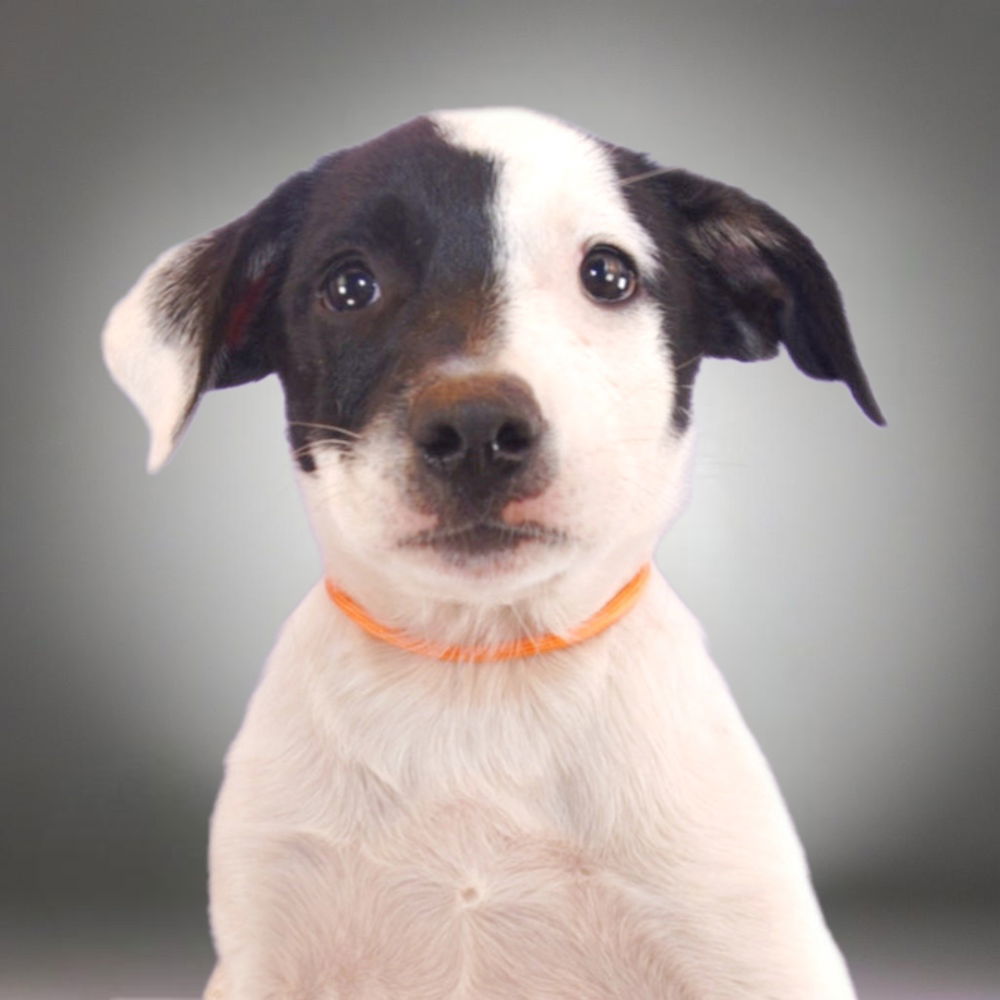 adoptable Dog in Englewood, CO named The Barbers - Braid