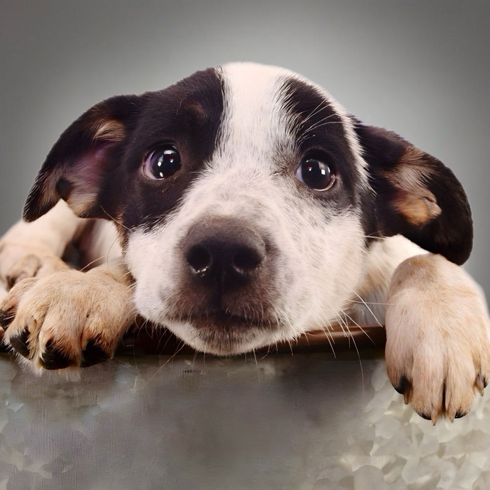 adoptable Dog in Englewood, CO named The Barbers - Pixie