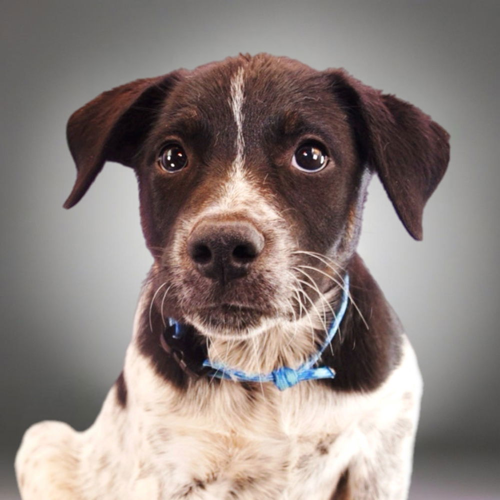 adoptable Dog in Englewood, CO named The Barbers - Mohawk