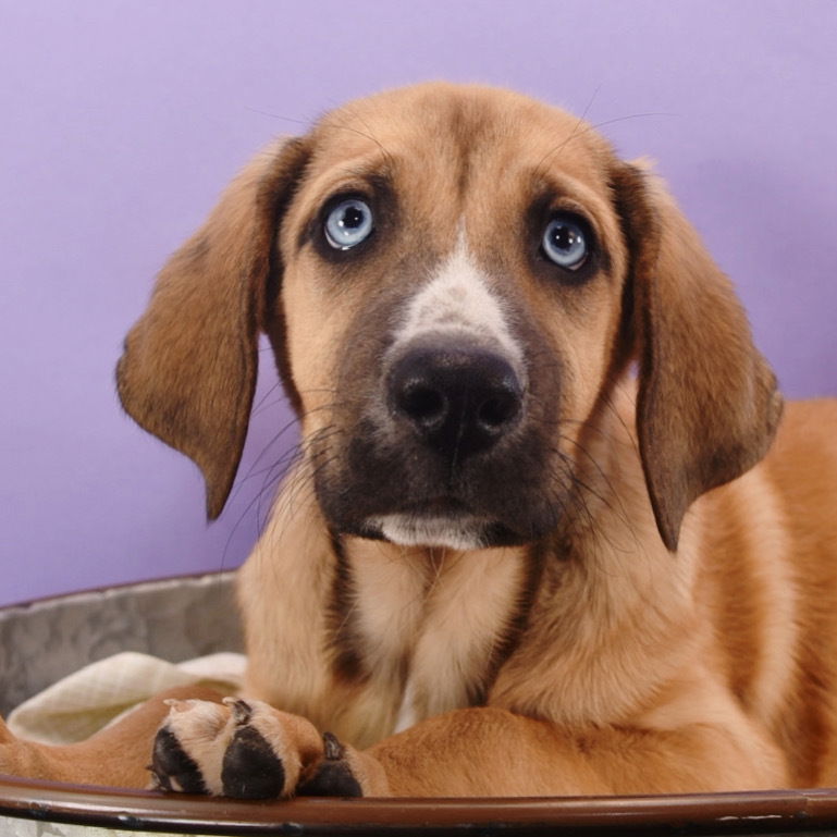 adoptable Dog in Englewood, CO named Spicy Pup - Pepper