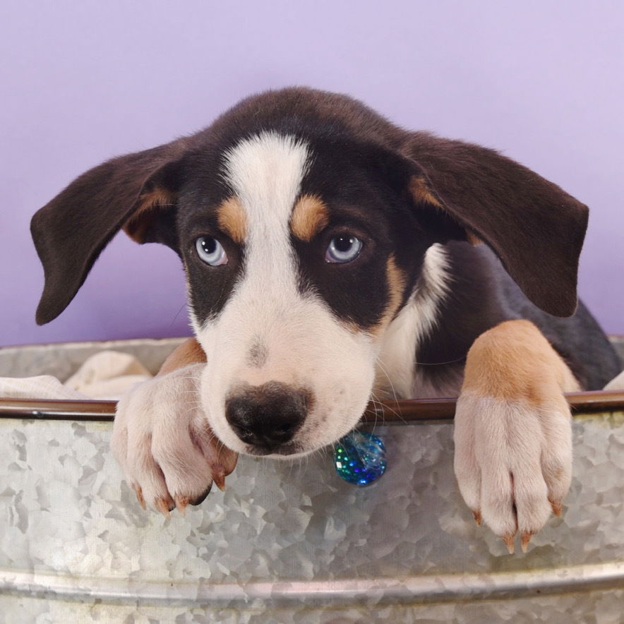 adoptable Dog in Englewood, CO named Spicy Pup - Salt