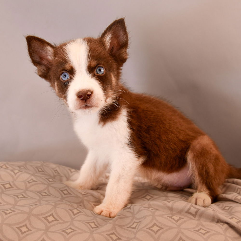 adoptable Dog in Englewood, CO named Mama Delani Pup - Olaf