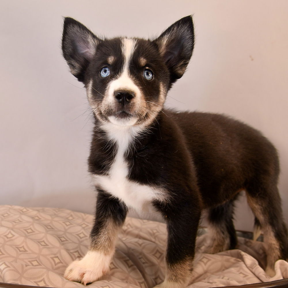 adoptable Dog in Englewood, CO named Mama Delani Pup -  Anna