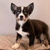 adoptable Dog in  named Mama Delani Pup -  Anna