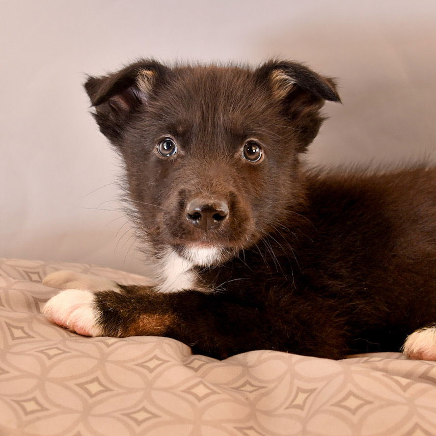 adoptable Dog in Englewood, CO named Mama Delani Pup -  Balto