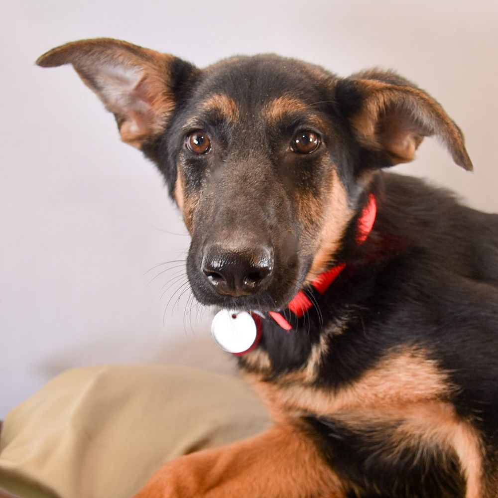 adoptable Dog in Englewood, CO named Sage