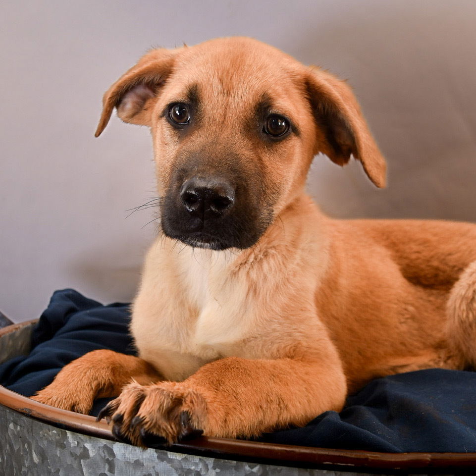 adoptable Dog in Englewood, CO named Trevor