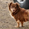 adoptable Dog in , CO named Momma Peanut