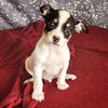 adoptable Dog in , CO named Momma Peanut Pup - Snoopy