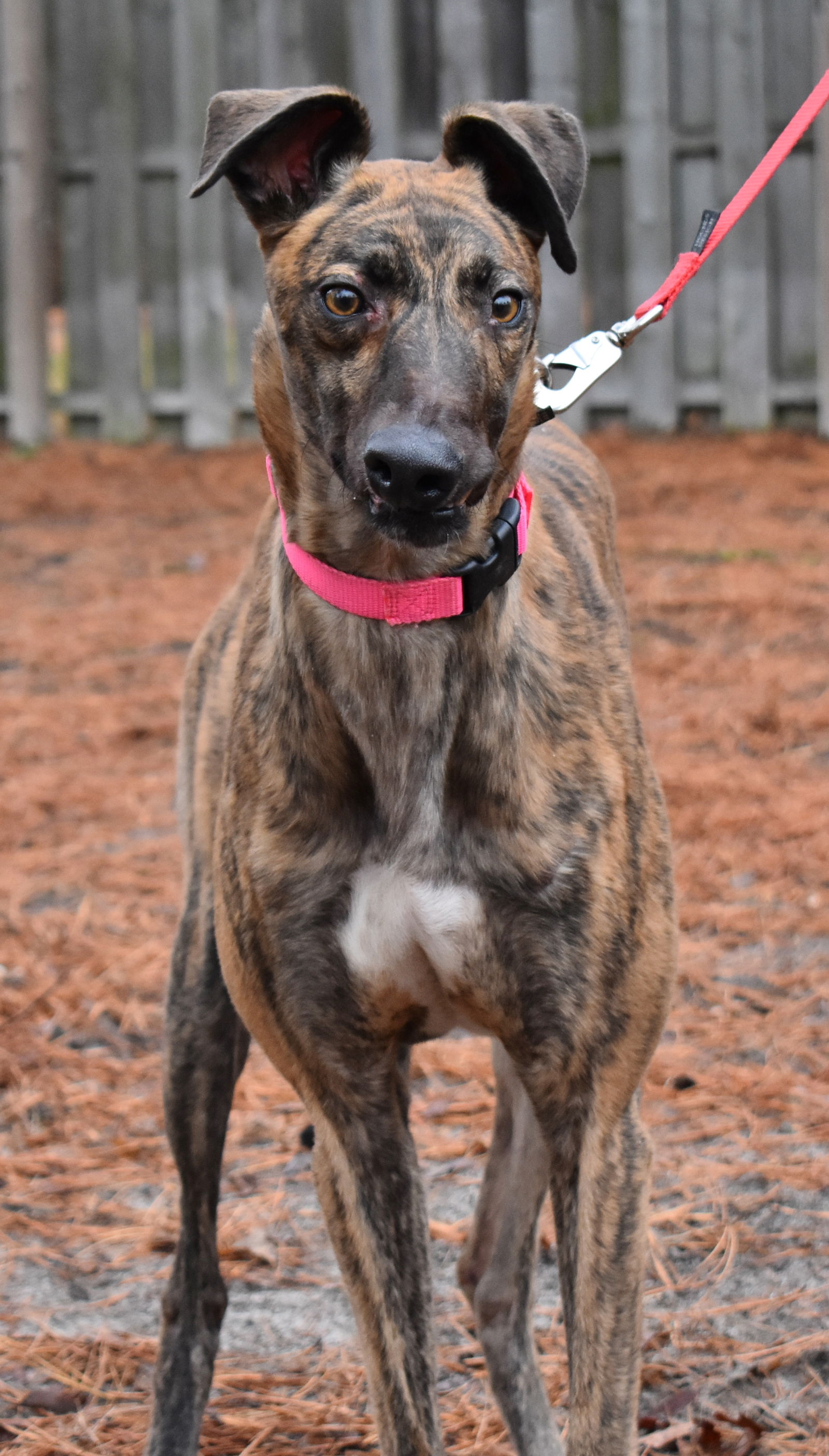 Greyhound lab clearance mix brindle