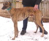 Bushwacker Rocky