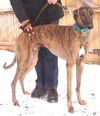 Bushwacker Rocky