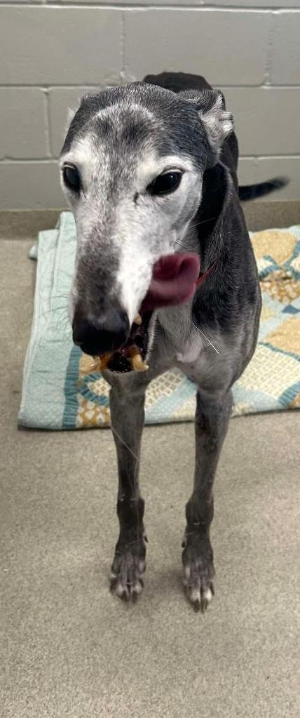 adoptable Dog in Millsboro, DE named Hondo