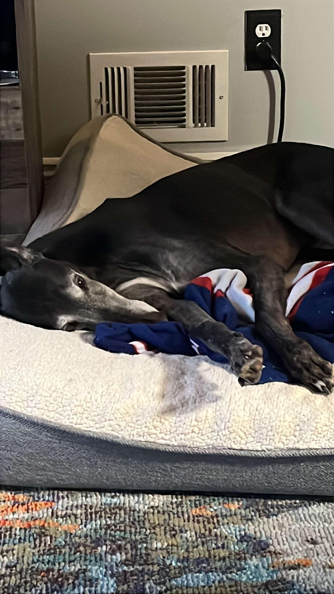 adoptable Dog in Millsboro, DE named PJ