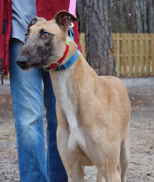 Roman store nose greyhound