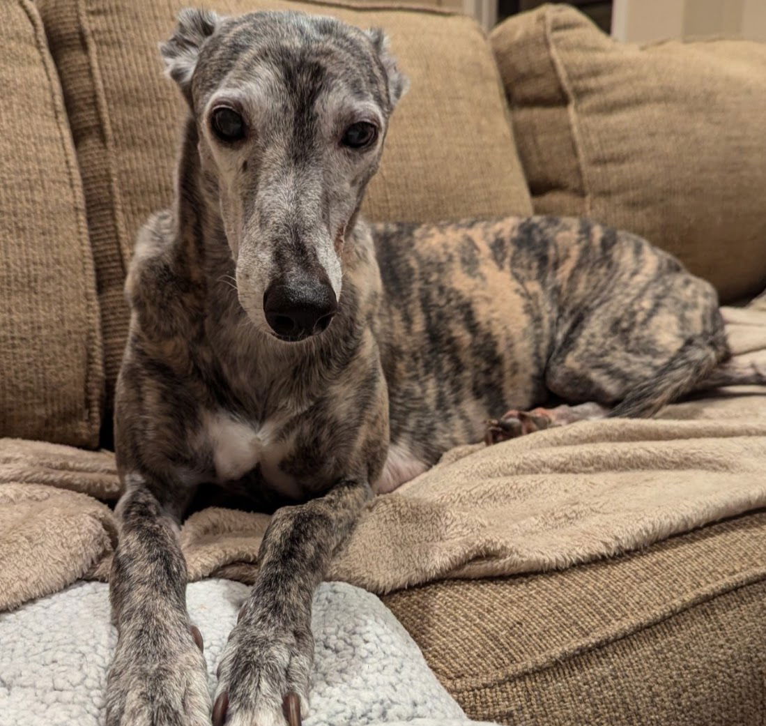 adoptable Dog in Millsboro, DE named Luna
