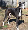 Buster