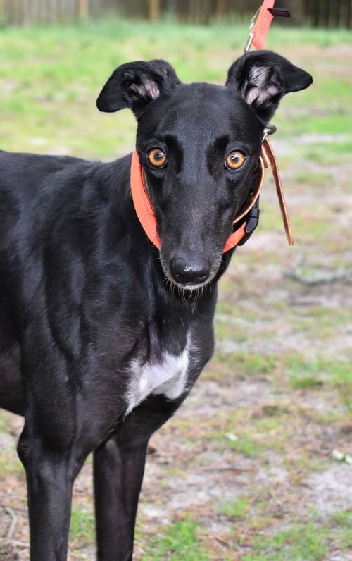 Heidi