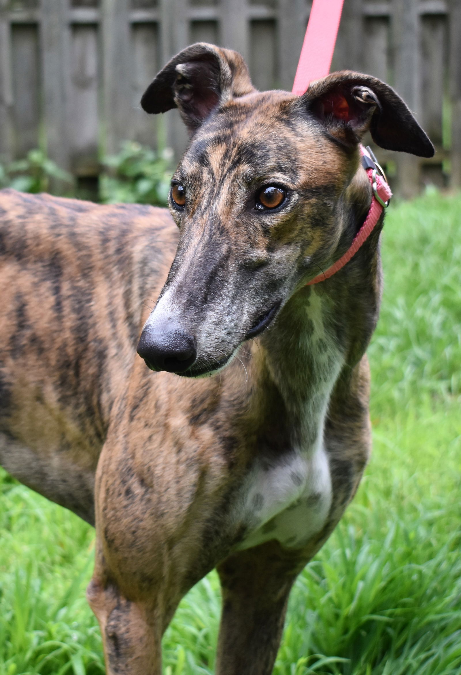 Red brindle hot sale greyhound