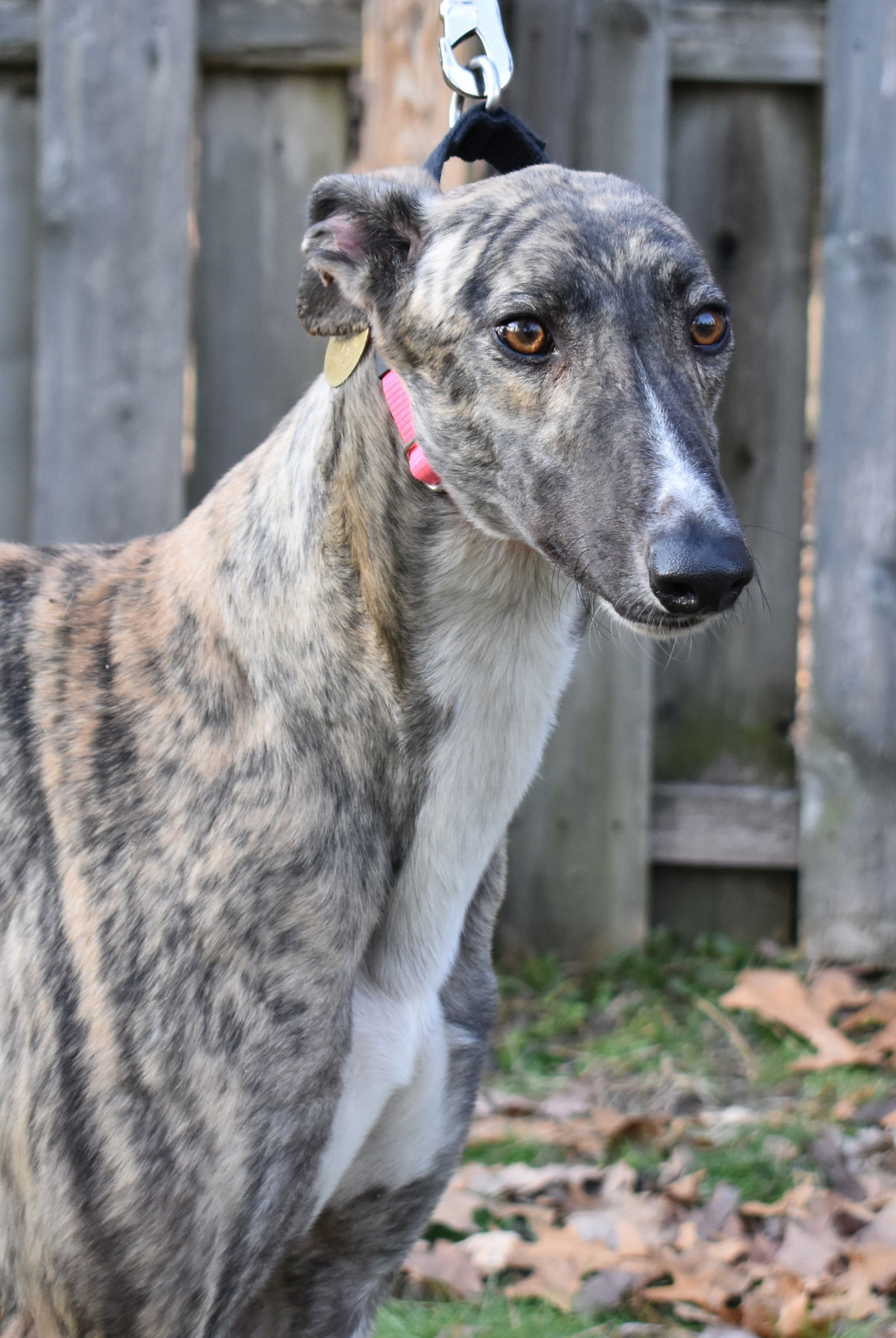 Merle greyhound best sale