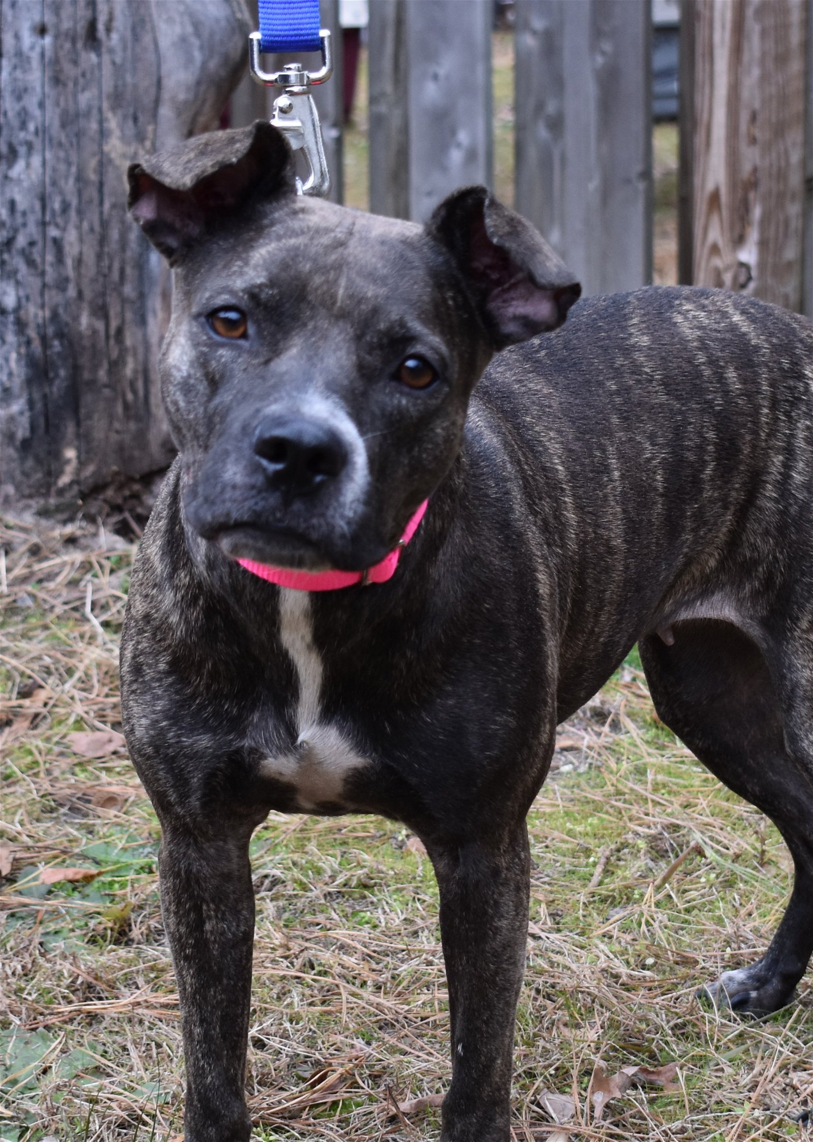 adoptable Dog in Cherry Hill, NJ named Mika