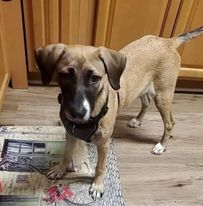 Roo